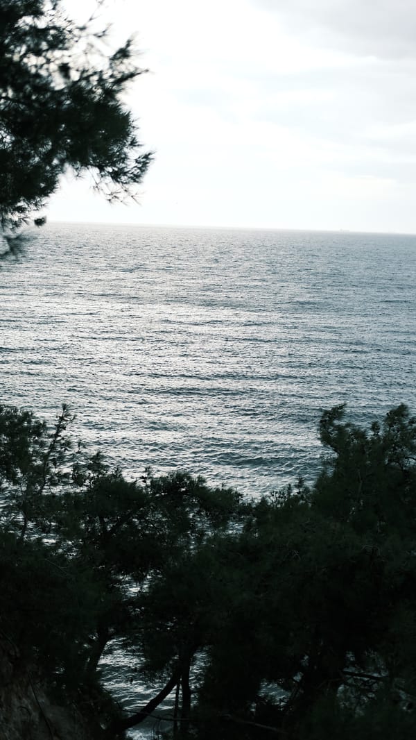 A calm sea seen through trees